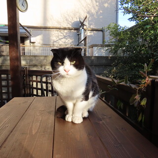 遊ぶの大好き、大人しいオジサン猫