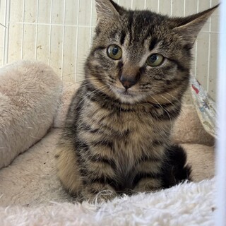 【3/29東銀座】ひろしくん★４ヵ月半♪