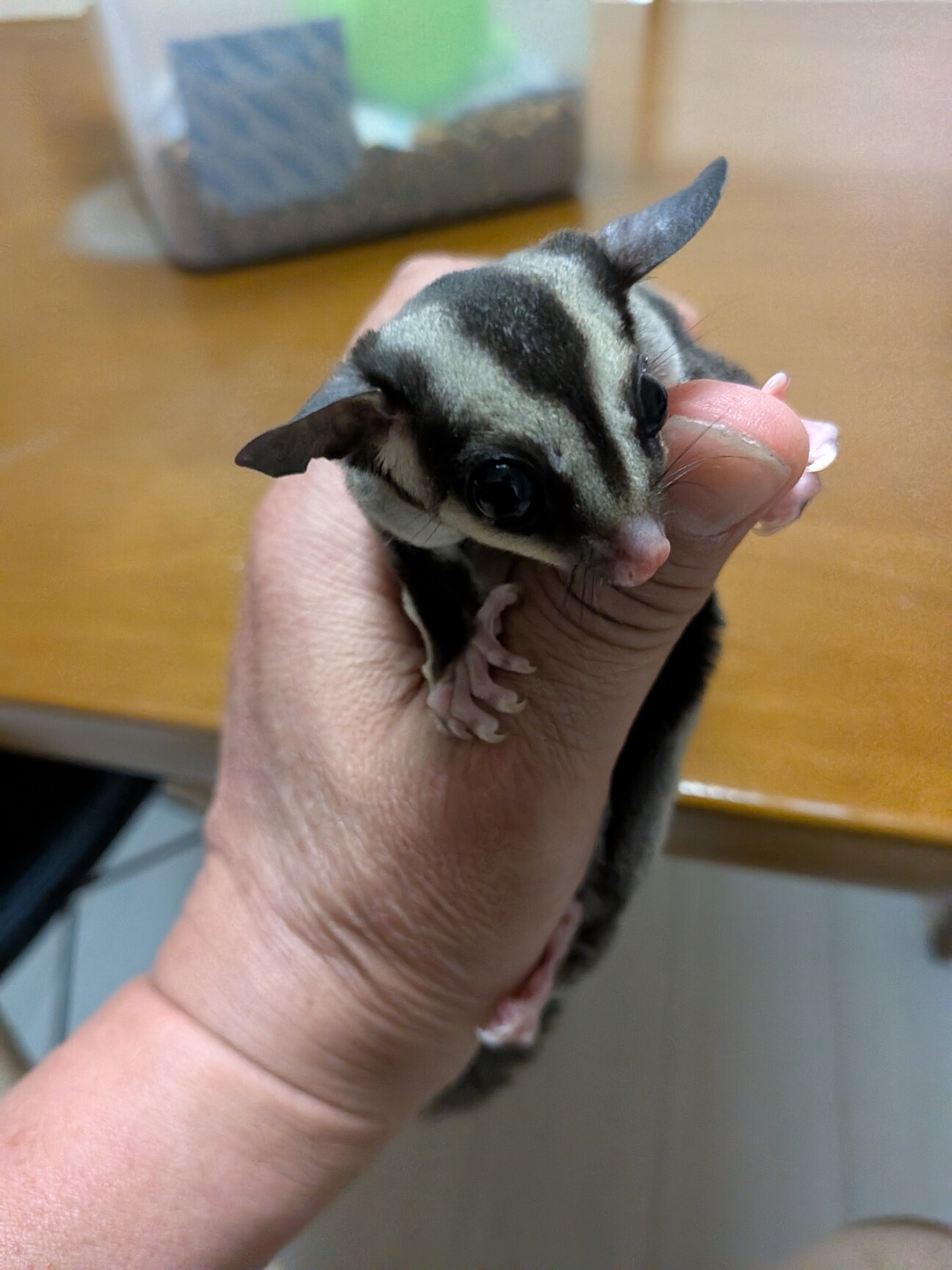 交渉中のため募集一旦締め...」埼玉県 - 小動物の里親募集(537985) 1枚 
