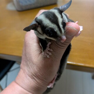 うちで生まれた子です。