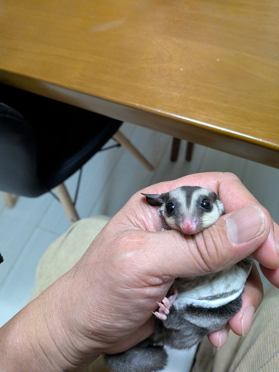 交渉中のため募集一旦締め...」埼玉県 - 小動物の里親募集(537985) 2枚 