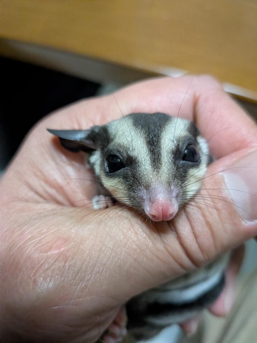交渉中のため募集一旦締め...」埼玉県 - 小動物の里親募集(537985) 3枚 