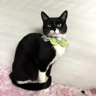 【3/29東銀座】マスクくん★１歳♪