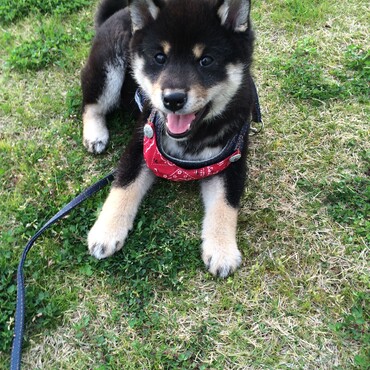 子犬の頃の写真です