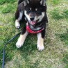 子犬の頃の写真です