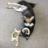 遊んで欲しくて催促してます