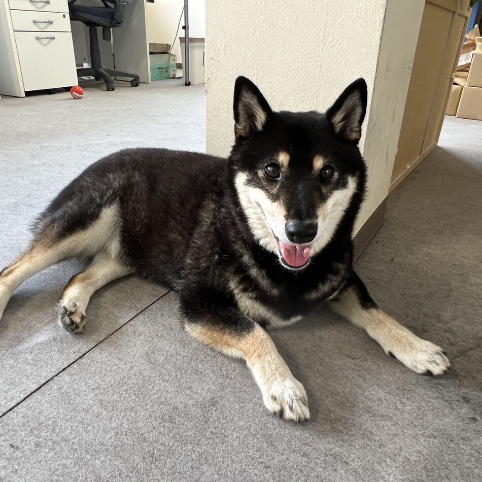 ラッキーのカバー写真