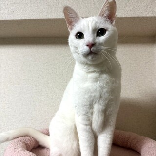 【3/29東銀座】メアリちゃん★２歳♪