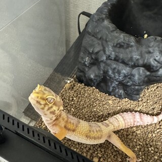 ヒョウモントカゲモドキ