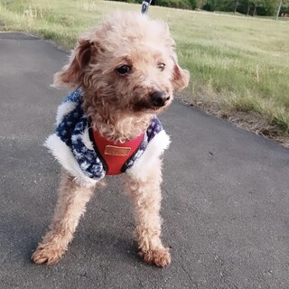 音更町　トイプードル　男の子