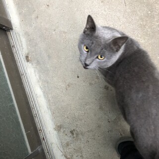 人慣れした成猫です