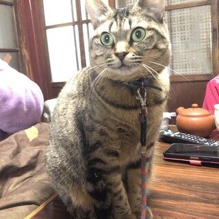 生活困窮により緊急募集　キジトラ女の子