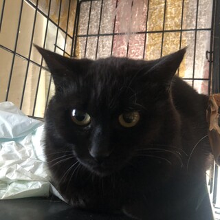 ③ 餌やりさん死亡のため募集