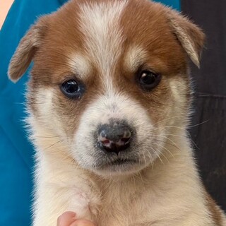 26-M111　５兄妹の赤ちゃんたちです♪