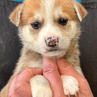 26-W112　赤ちゃんワンコ５兄妹！！