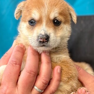 26-W113　ちっちゃなベビーワンコです！！