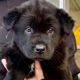 26-M118　真っ黒ニューファンみたいな仔犬！！