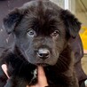 26-M118　真っ黒ニューファンみたいな仔犬！！