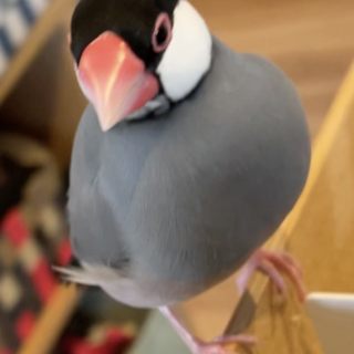 甘えん坊の手乗り文鳥（女の子）