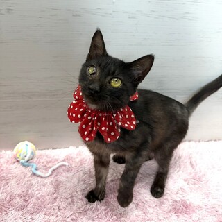 【3/29東銀座】ルボくん★２歳♪