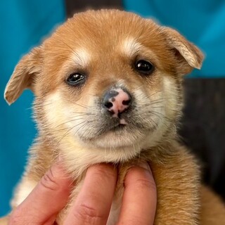 26-M115　元気！！赤ちゃんワンコ♪