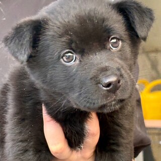 26-W116　黒黒女子の赤ちゃん♪