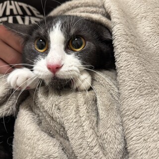 【マイク模様がチャームポイント✨】プリンちゃん