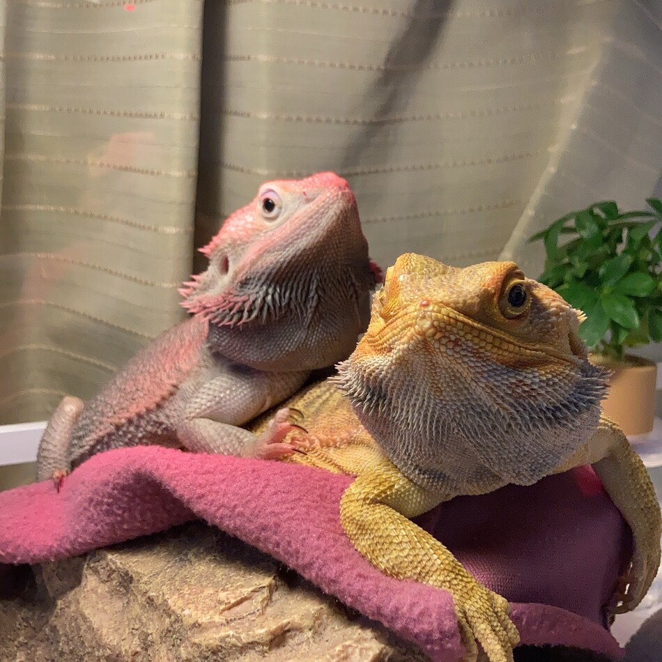 ふーのカバー写真