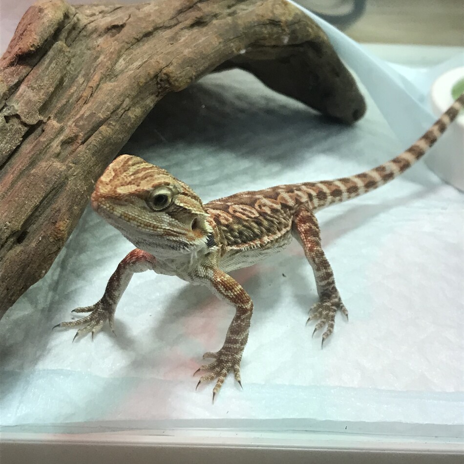 なっちゃんのカバー写真