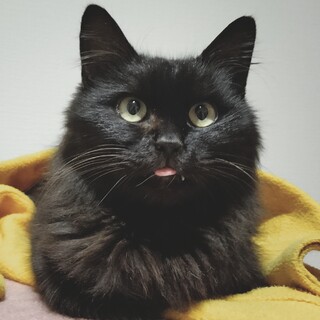 甘えん坊な黒猫長毛なコナ君の里親様募集