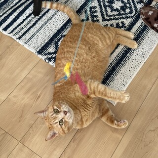 茶トラの保護猫！超絶甘えん坊な男の子