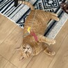 茶トラの保護猫！超絶甘えん坊な男の子