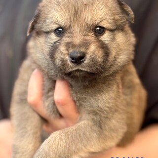 26-M120　モフモフ赤ちゃん♪