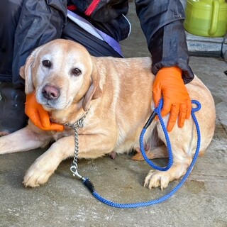 26-W58　ラブラドールのシャーロット姫