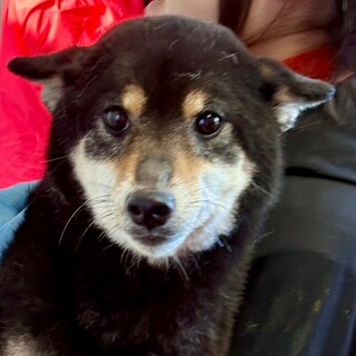 26-W78　満点ワンコのさっちゃん♪