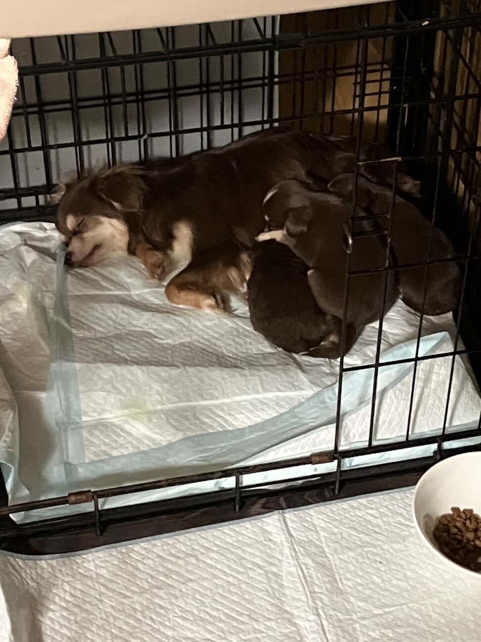 一旦募集停止します」東京都 - 犬の里親募集(538009) 5枚目の画像