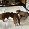 一旦募集停止します サムネイル6