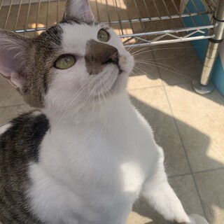 小柄な雉白パダくん