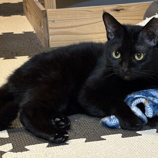 甘えん坊の黒猫ガールです