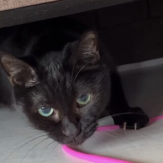 ミント：遊ぶの大好き！小柄な女の子