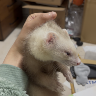 【受付停止】大切に育ててくださる家族を探しています