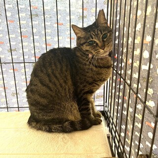 アケビ：猫が好き！おとなしいキジ猫さん。