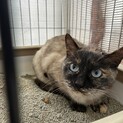 【保健所4月10日】親子の母猫 シャム猫