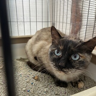 【保健所4月10日】親子3匹の母猫 シャム系