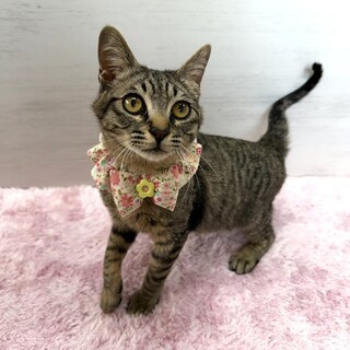 【3/29東銀座】サキちゃん★10ヵ月♪