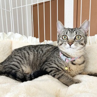 【3/29東銀座】ドンナちゃん★９ヵ月♪