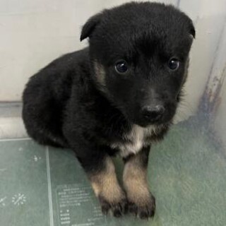 ※優先期間内にお迎え下さい　4月2日迄