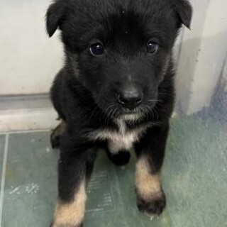 ※優先期間内にお迎え下さい　4月2日迄