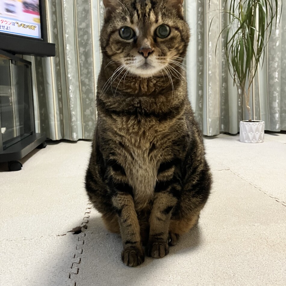 Mewのカバー写真