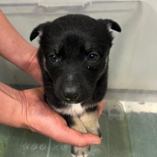 ※優先期間内にお迎え下さい　4月2日迄